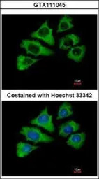 HSP70 1L antibody [N1N3]