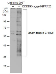 GPR120 antibody