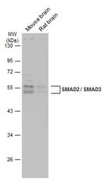 SMAD2 / SMAD3 antibody