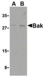 BAK antibody, N-term