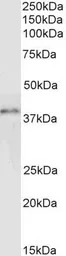 GRAP2 antibody