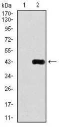 DLL4 antibody [4A11]