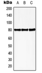 HBP1 (phospho Ser402) antibody