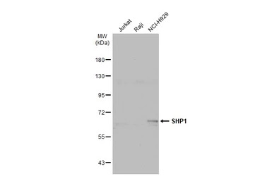 SHP1 antibody