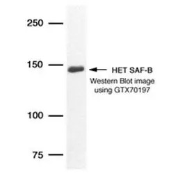 SAFB antibody [6F7]