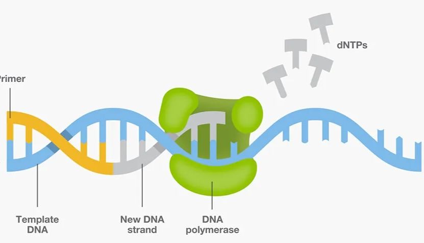 干货分享 | PCR实验，需要哪些组分/条件，值得收藏！