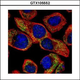 NCS1 antibody