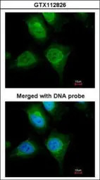 Cytokeratin 19 antibody [N1C1]