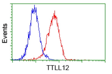TTLL12 antibody [4B2]