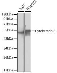 Cytokeratin 8 antibody