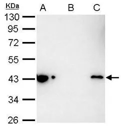 Maltose binding protein antibo