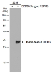 RBPMS antibody
