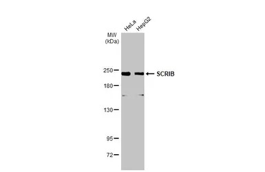 SCRIB antibody