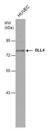 DLL4 antibody [N1N2], N-term