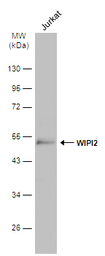 WIPI2 antibody