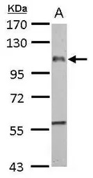 F4/80 antibody [C2C3], C-term