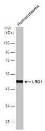 LRG1 antibody