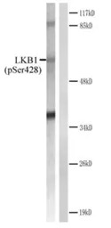 LKB1 (phospho Ser428) antibody