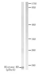 Histone H3T3ph (phospho Thr3) 
