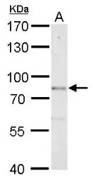 DBC1 antibody [N1N2], N-term