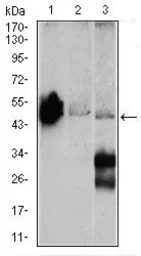 NSE antibody [5D3]