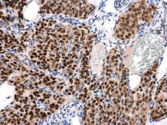 INTS4 antibody [N1N2], N-term