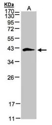 Biglycan antibody