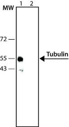 Tubulin antibody