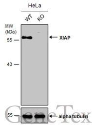 XIAP antibody