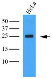 CLEC4E antibody [AT16E3]