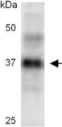 Casp3b antibody