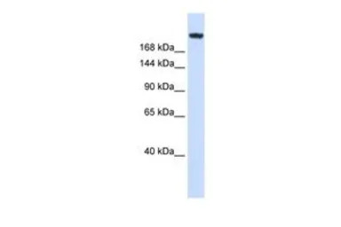 Laminin gamma 1 antibody, Inte