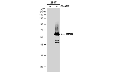 SMAD2 antibody