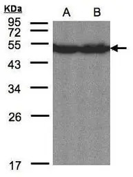 CREB3L1 antibody [C3], C-term