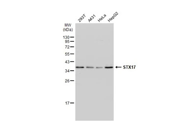 STX17 antibody