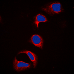 CBL (phospho Tyr700) antibody