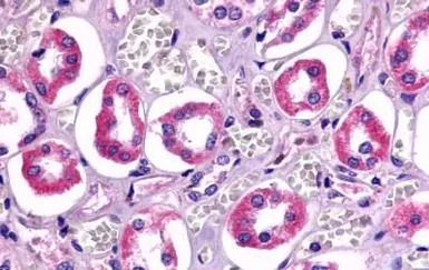 Trace Amine receptor 4 antibod