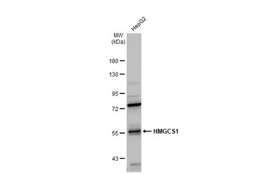 HMGCS1 antibody