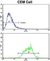 ND5 antibody, C-term