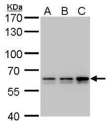 PRPF31 antibody