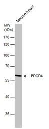 PDCD4 antibody