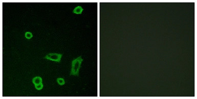 GPR50 antibody