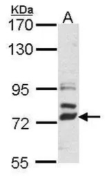 DLL4 antibody [N1N2], N-term