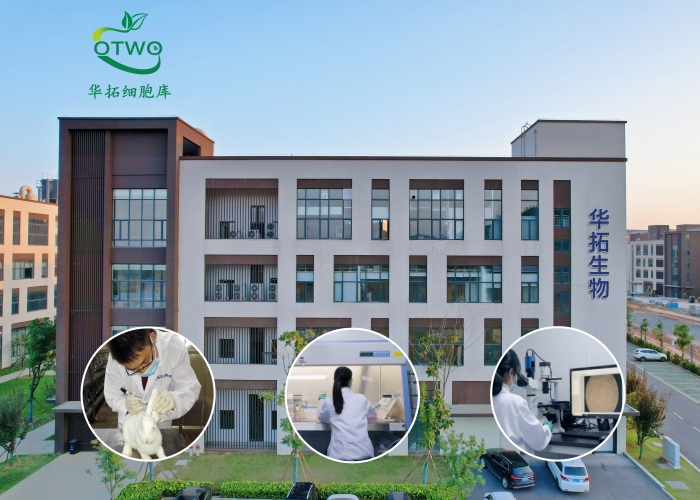 MSC猪骨髓间质干细胞|MSC细胞|永生化、猪骨髓间质干细胞