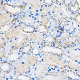 Chemerin antibody