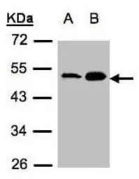 Acylglycerol kinase antibody
