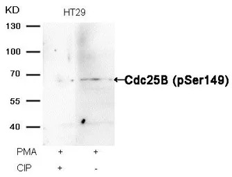 CDC25B (phospho Ser149) antibo