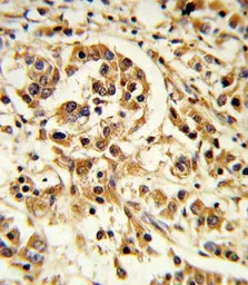 IL12A / IL12 p35 antibody, C-t