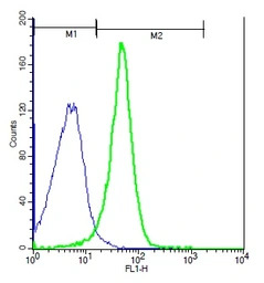 NFAM1 antibody