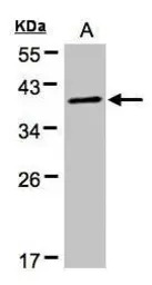 PKA C alpha antibody